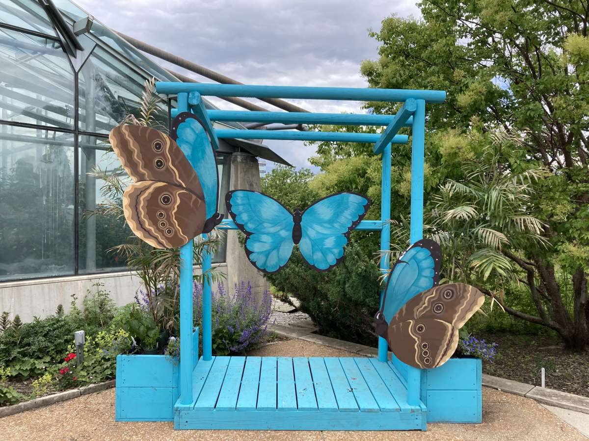 a blue framed structure with a blue morpho butterfly on the back wall for taking selfies, and two blue morphos along the sides
