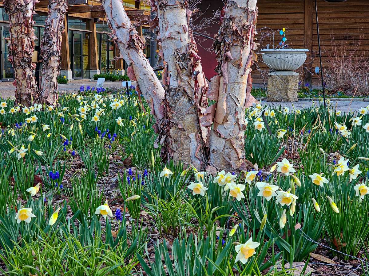 green grass with tulips and other spring bulbs, with the lower trunk of a paper birch tree