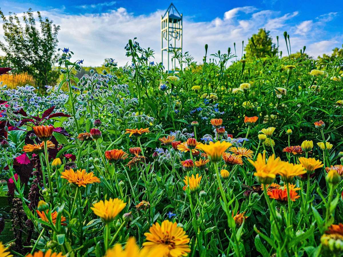 a low shot of a garden of green grass and lots of colorful flowers with a strip of sky at the top and a campanile