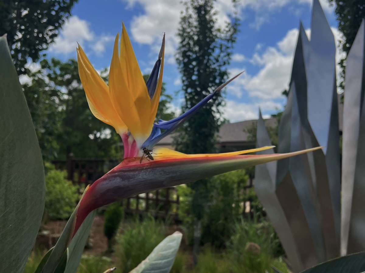 a bird of paradise bloom