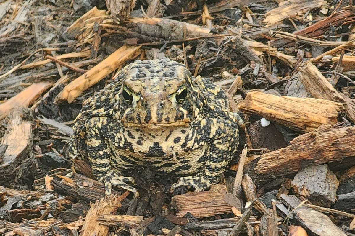 Toad sitting on woodchips