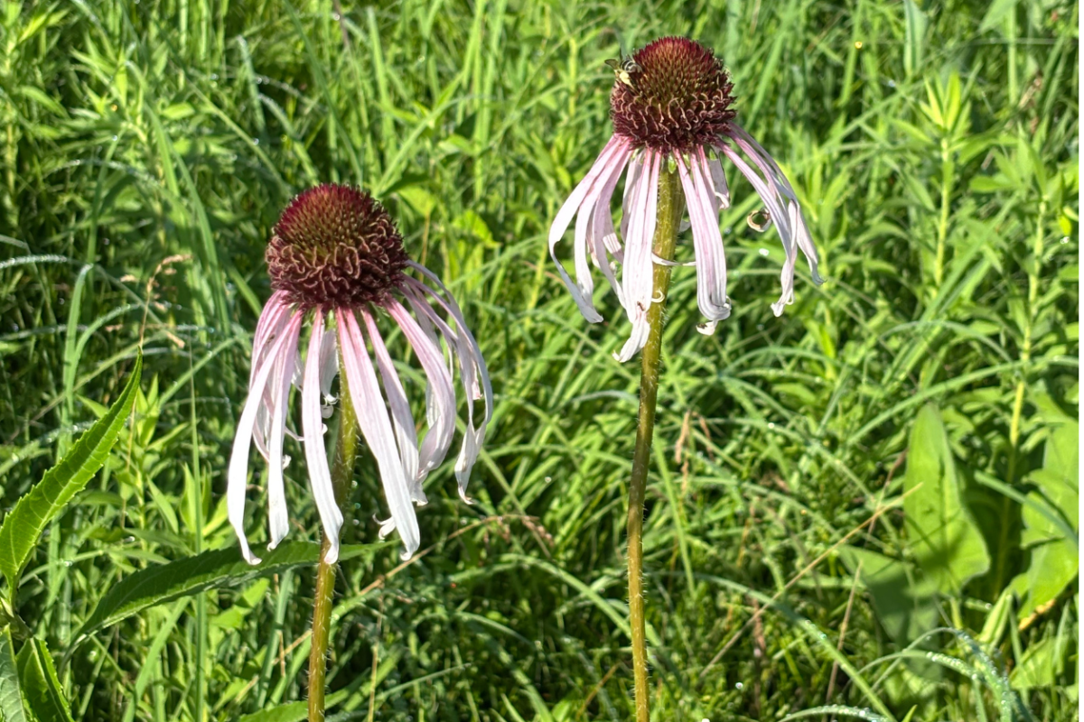 Two Pale Purple Cone Flowers