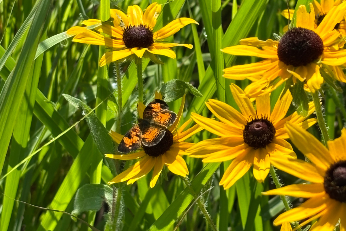 Yellow flowers with a butterfly