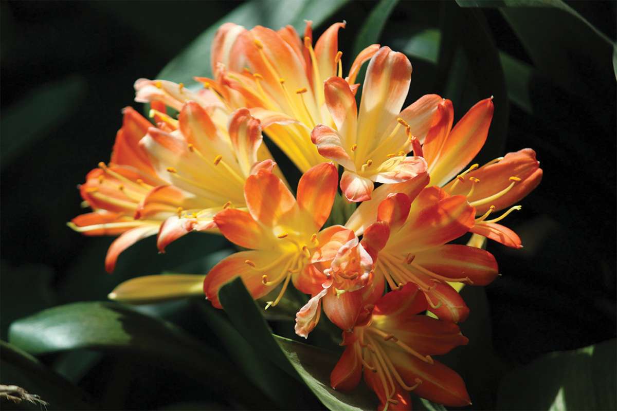 Lily