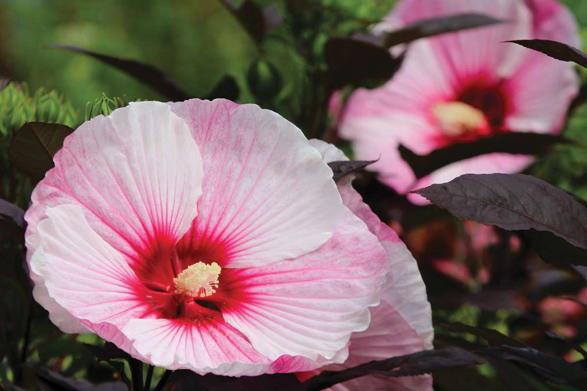 Hibiscus
