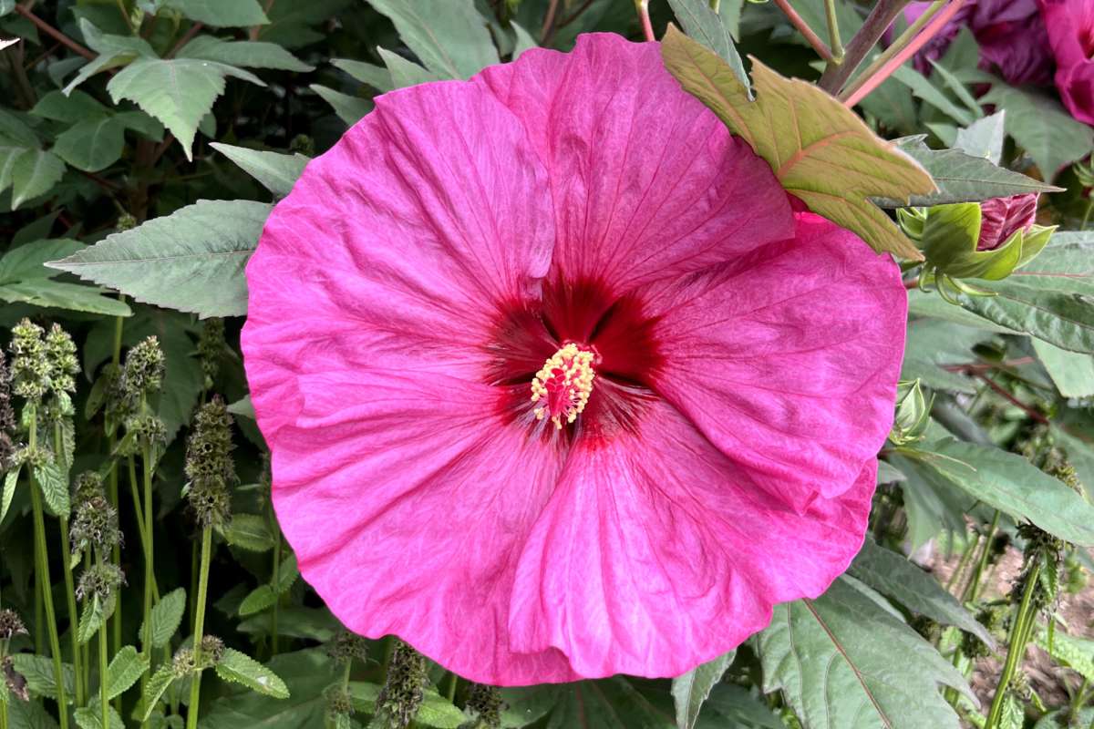 Hibiscus 'Berry Awesome' in Sycamore Falls