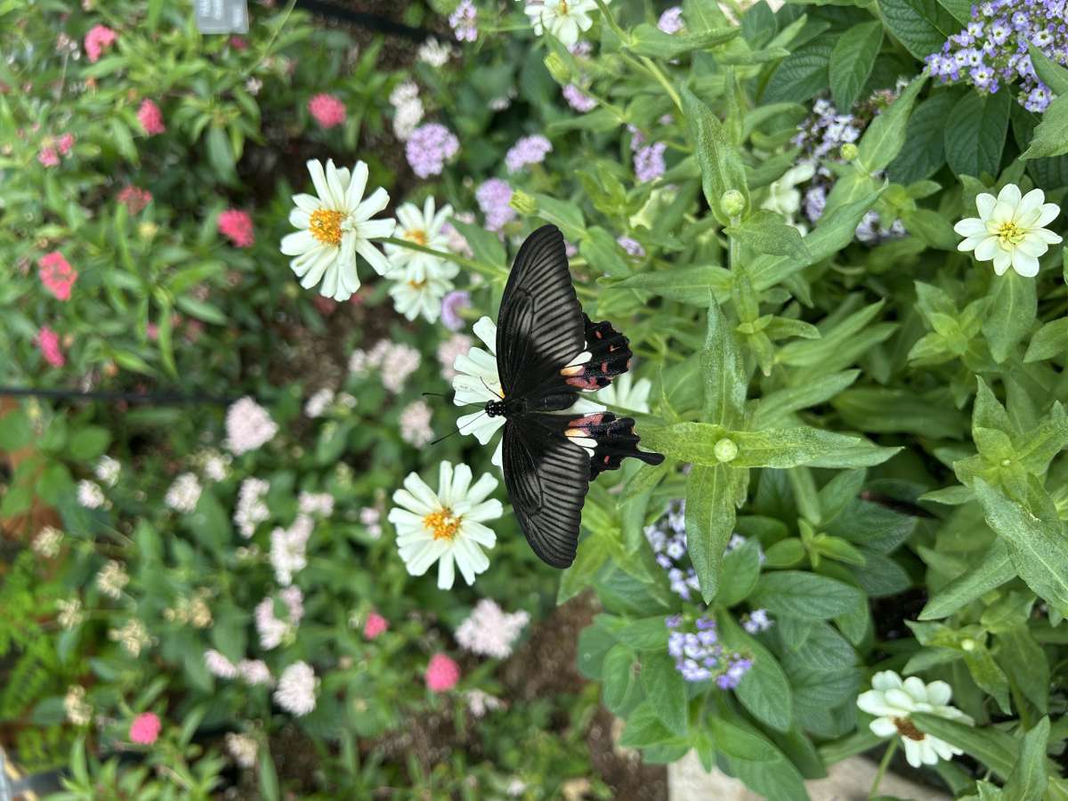 Common Mormon butterfly
