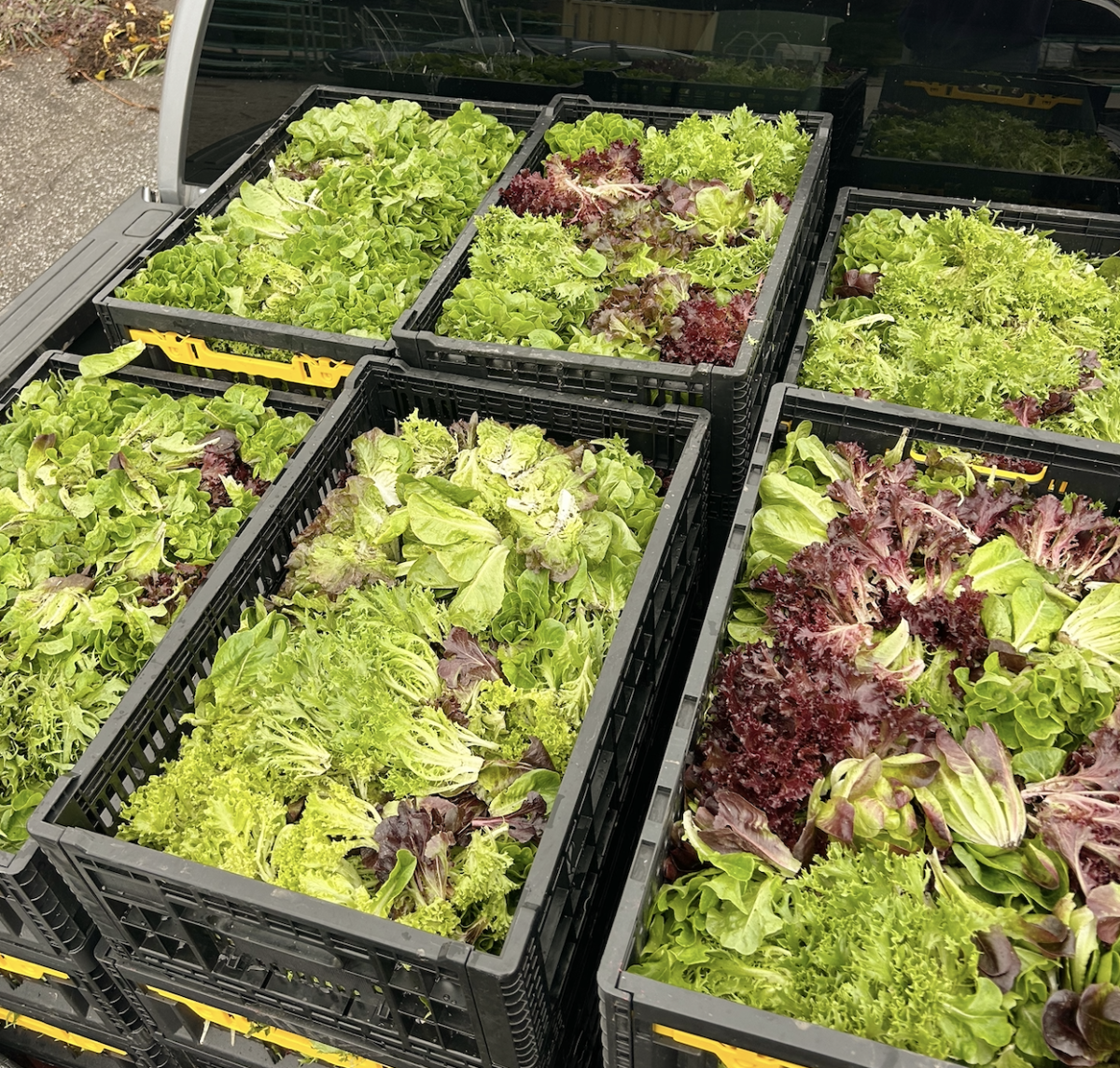 LETTUCE