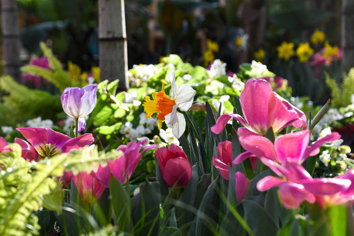 Hughes Conservatory Big and Small 2026