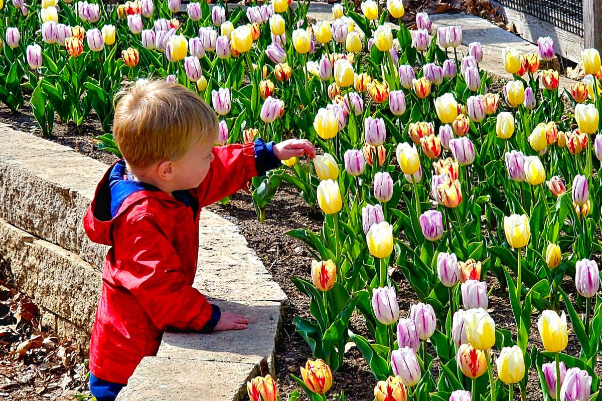 Child touching blooming tulips