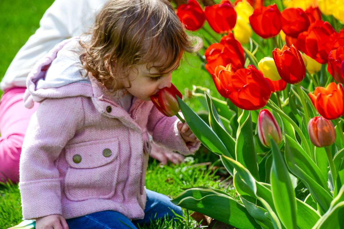Child smelling a tulip