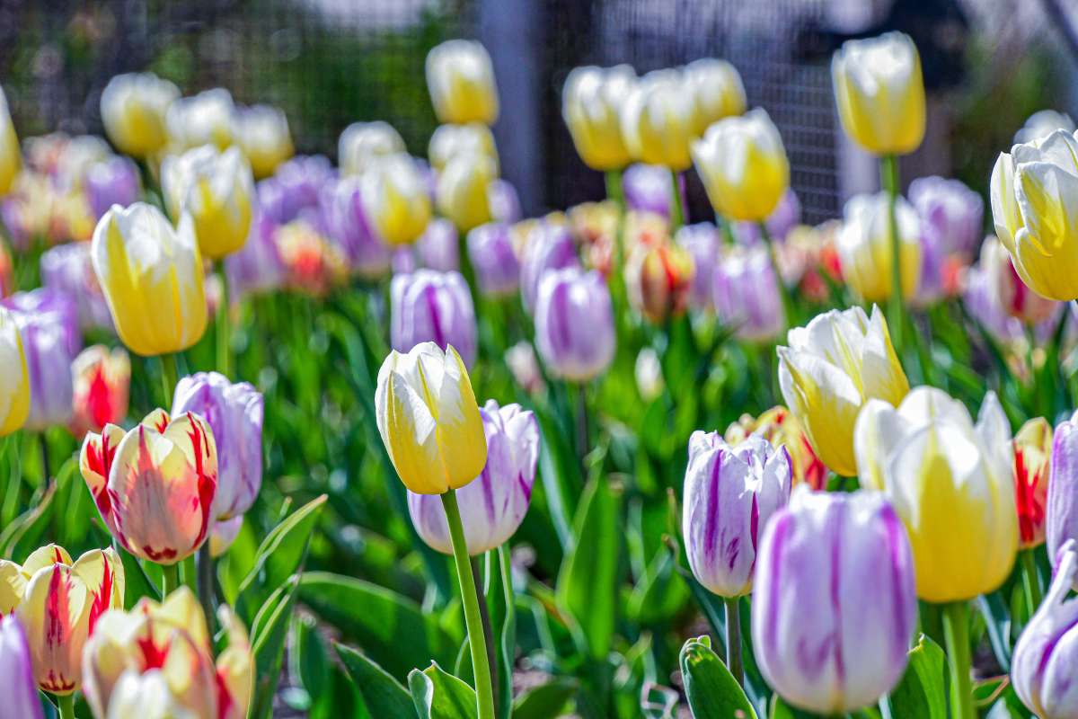Yellow and purple tulips