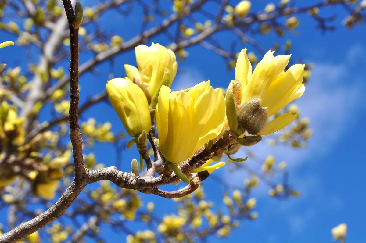 Yellow magnolia blossoms on a tree against a blue sky