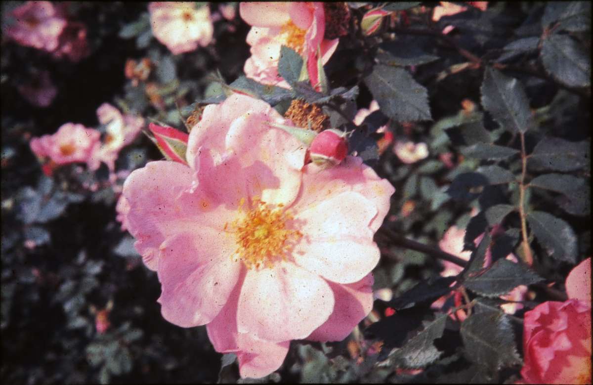 A faded photo of a semi-double flower