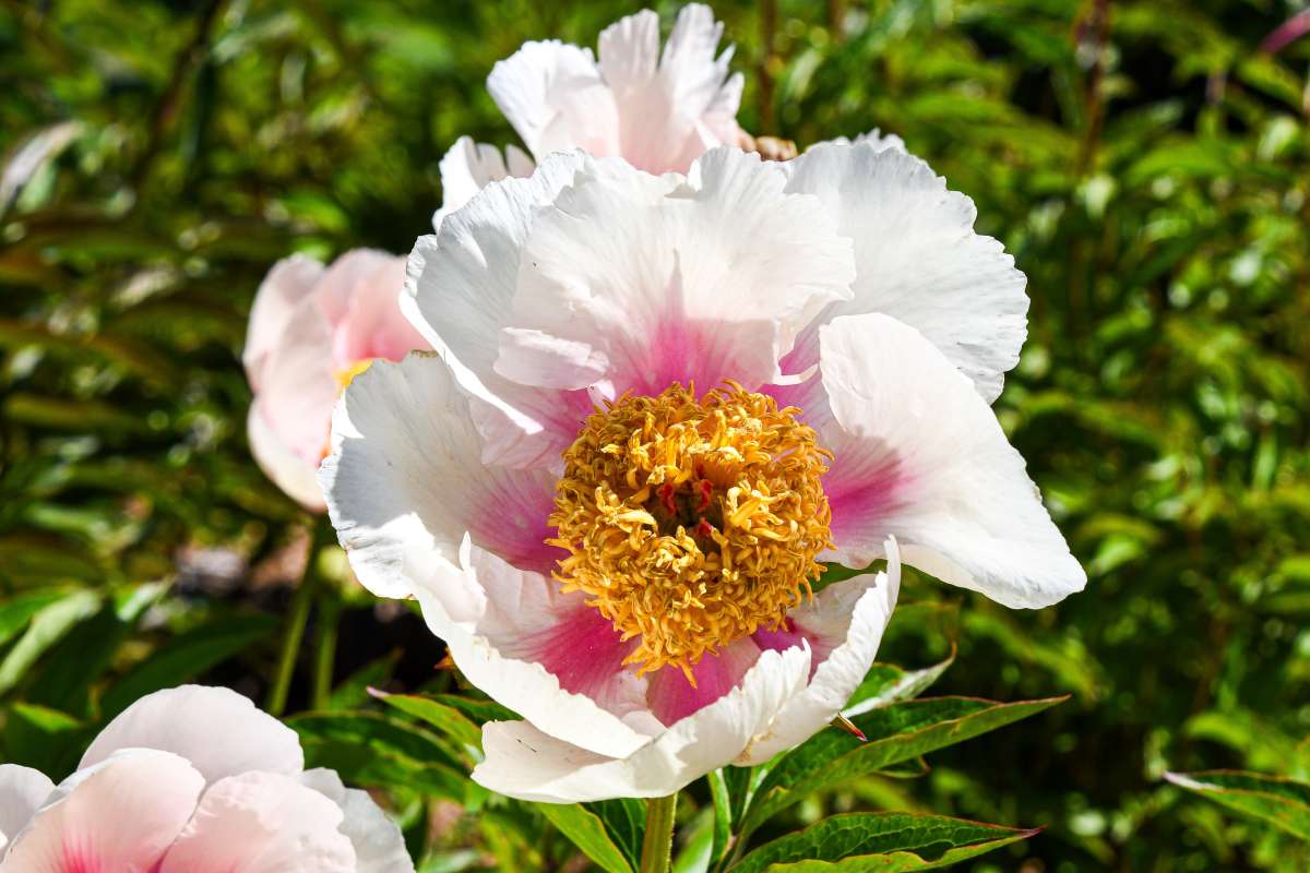 Peonies at Reiman Gardens
