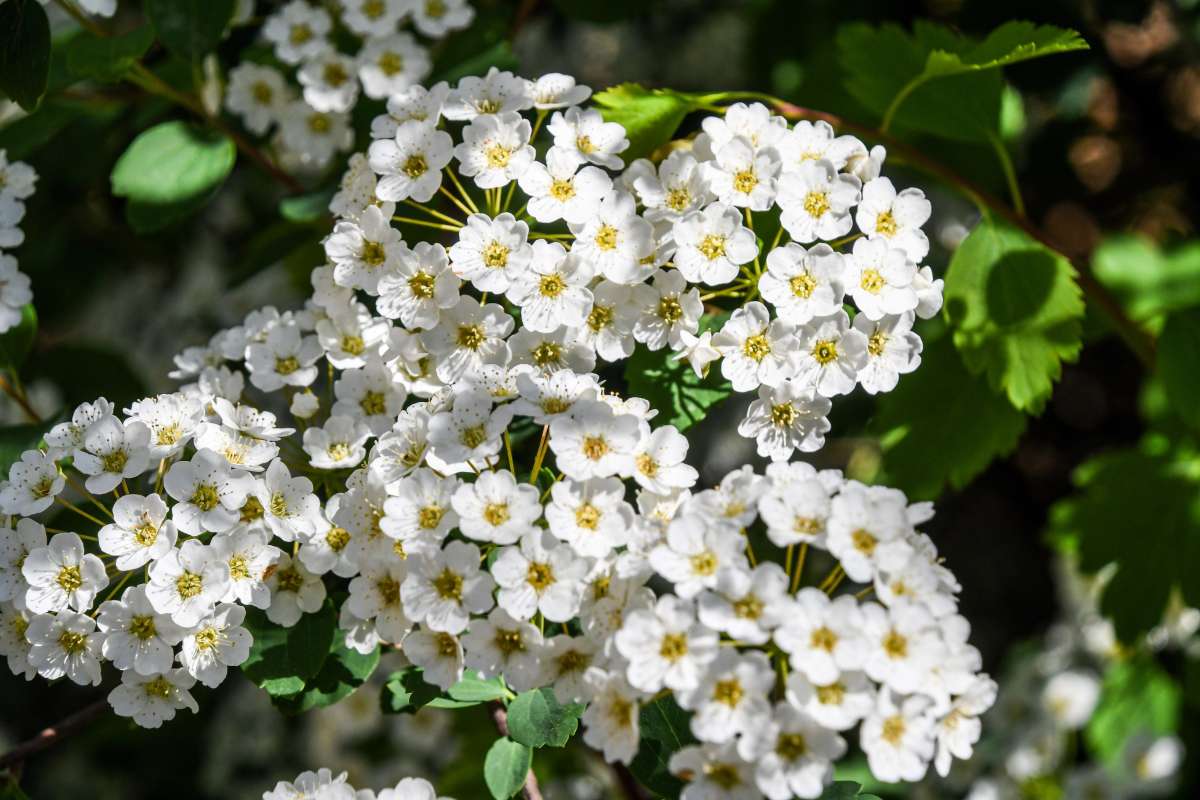 Renaissance Bridal Wreath Spirea