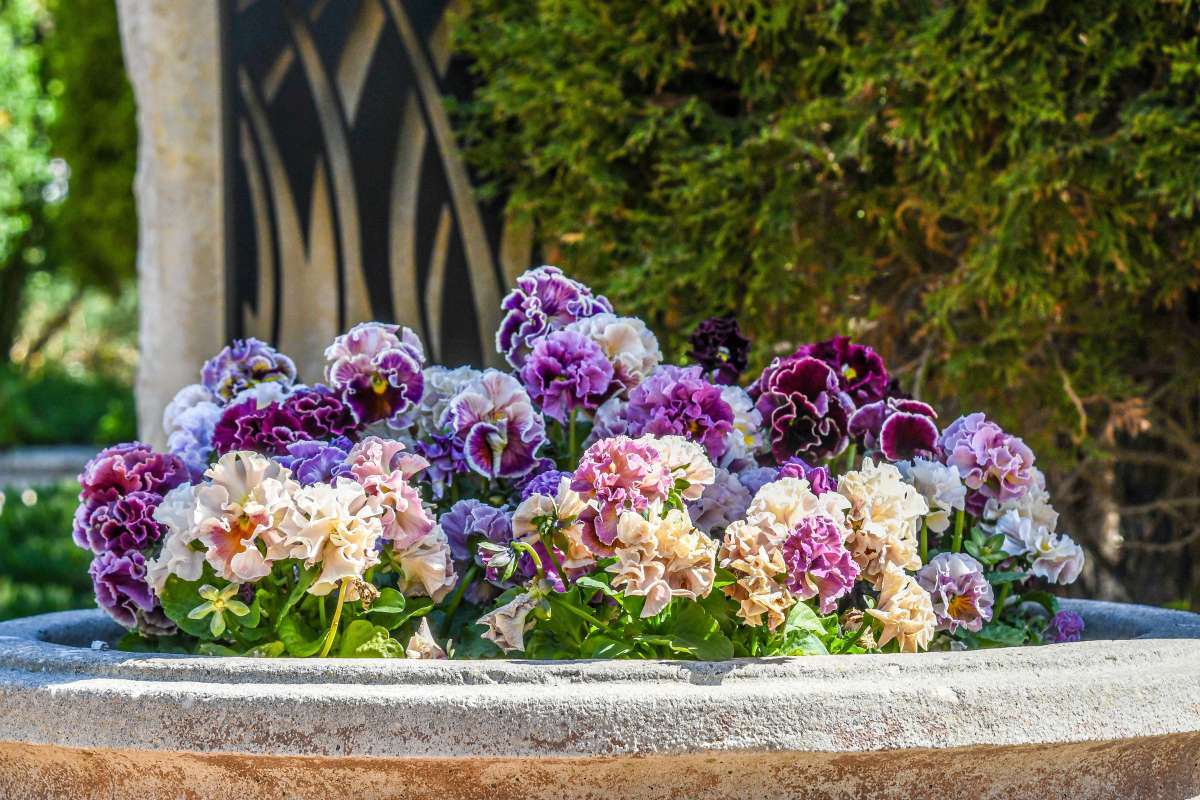 Ruffled Pansies