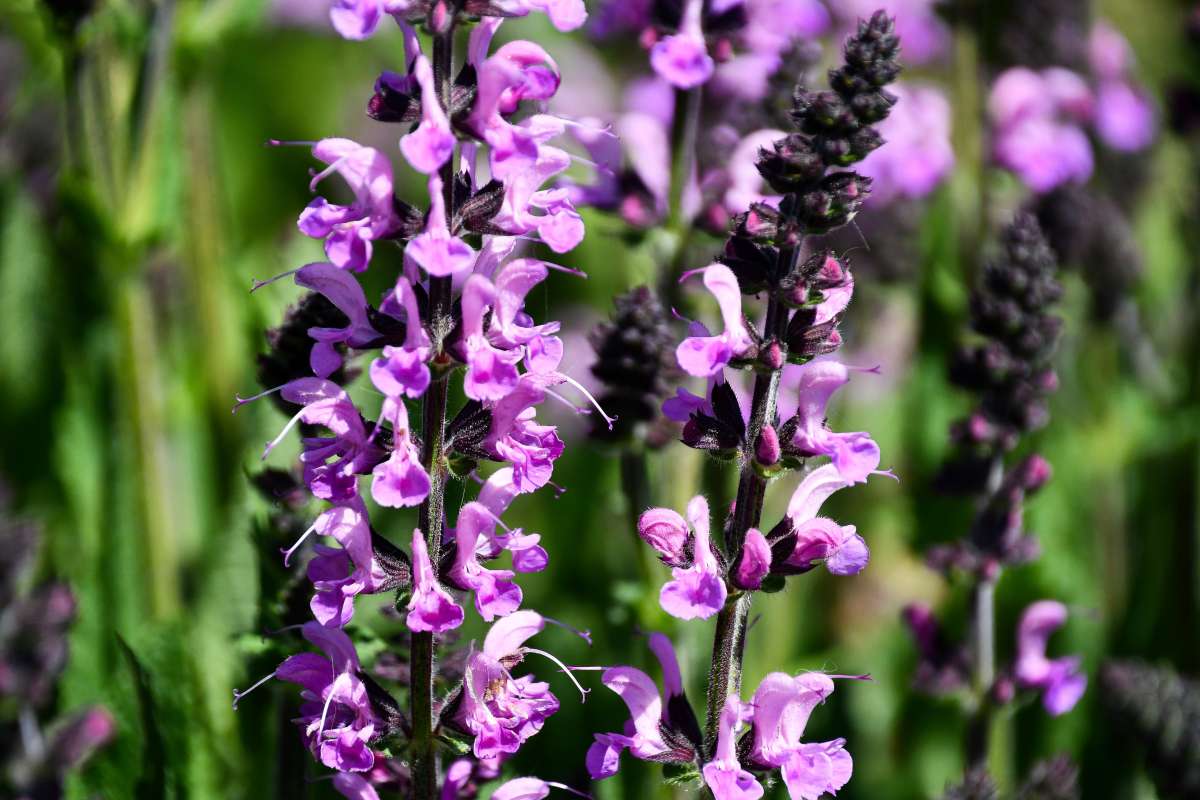 Salvia 