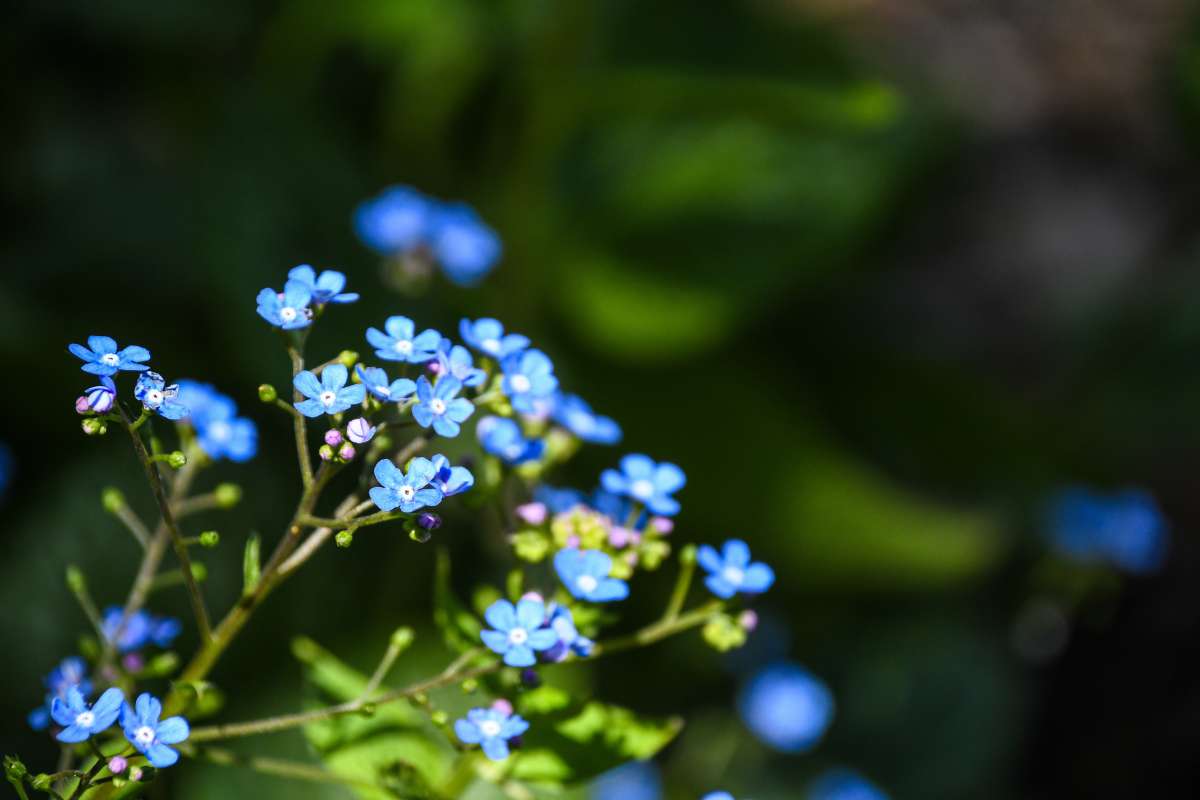 Forget Me Nots at Reiman Gardens