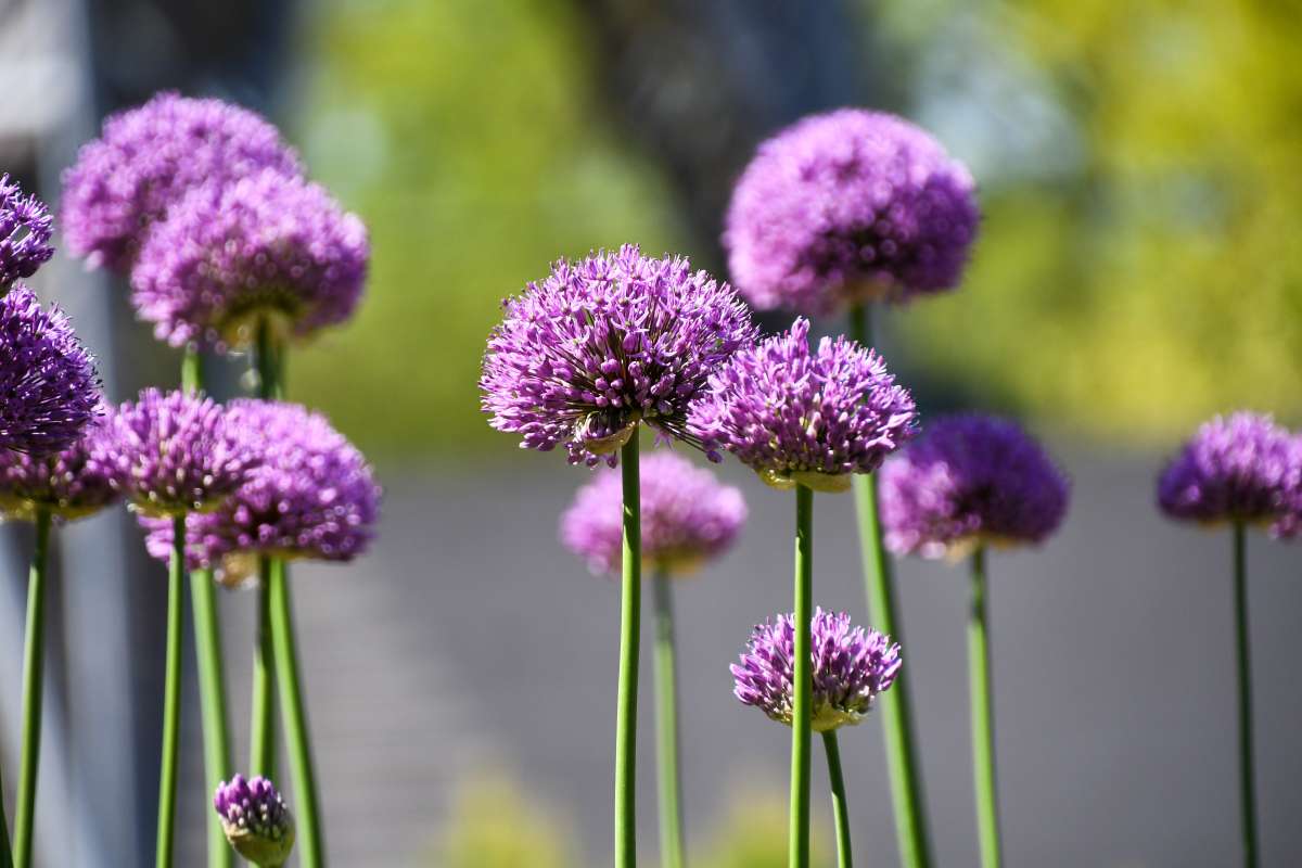 Allium Ornamental Onion