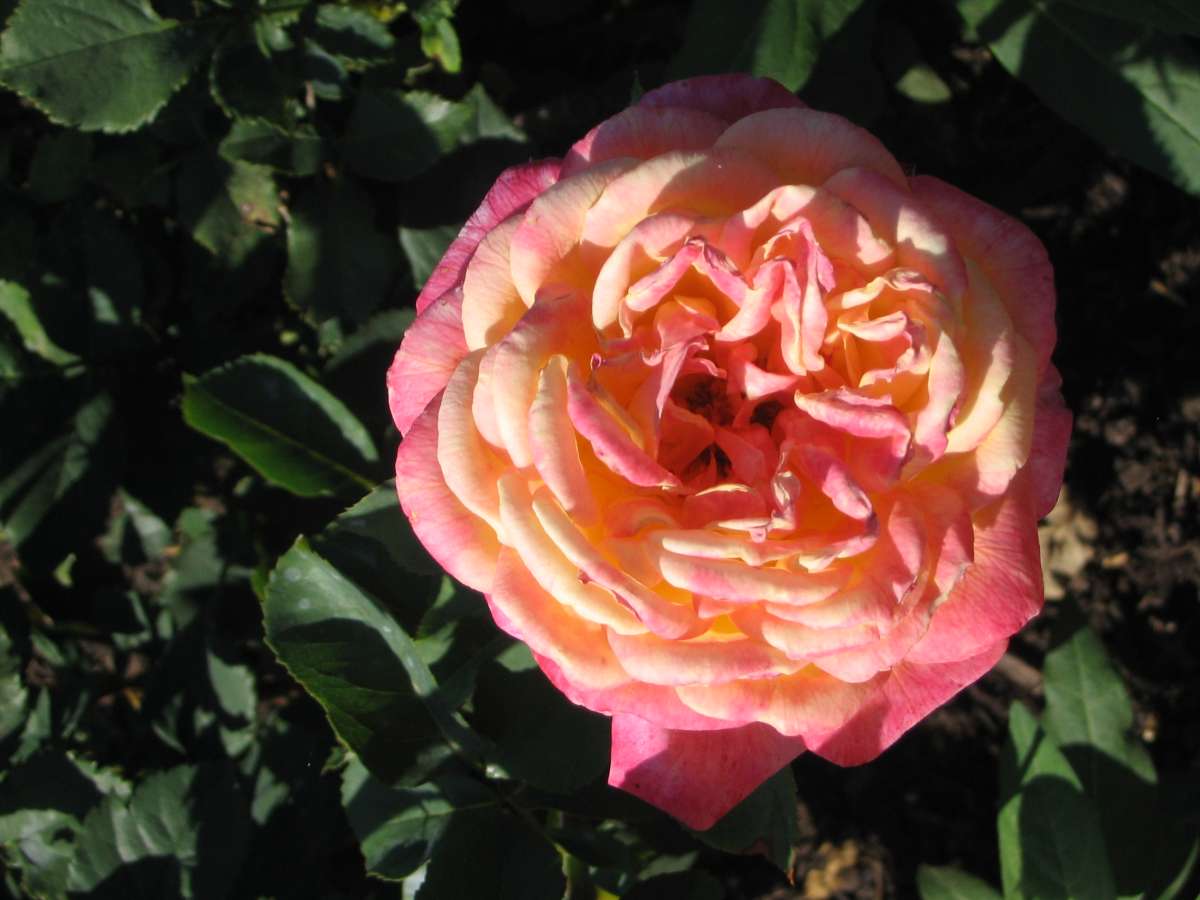 flower of Allamand Ho