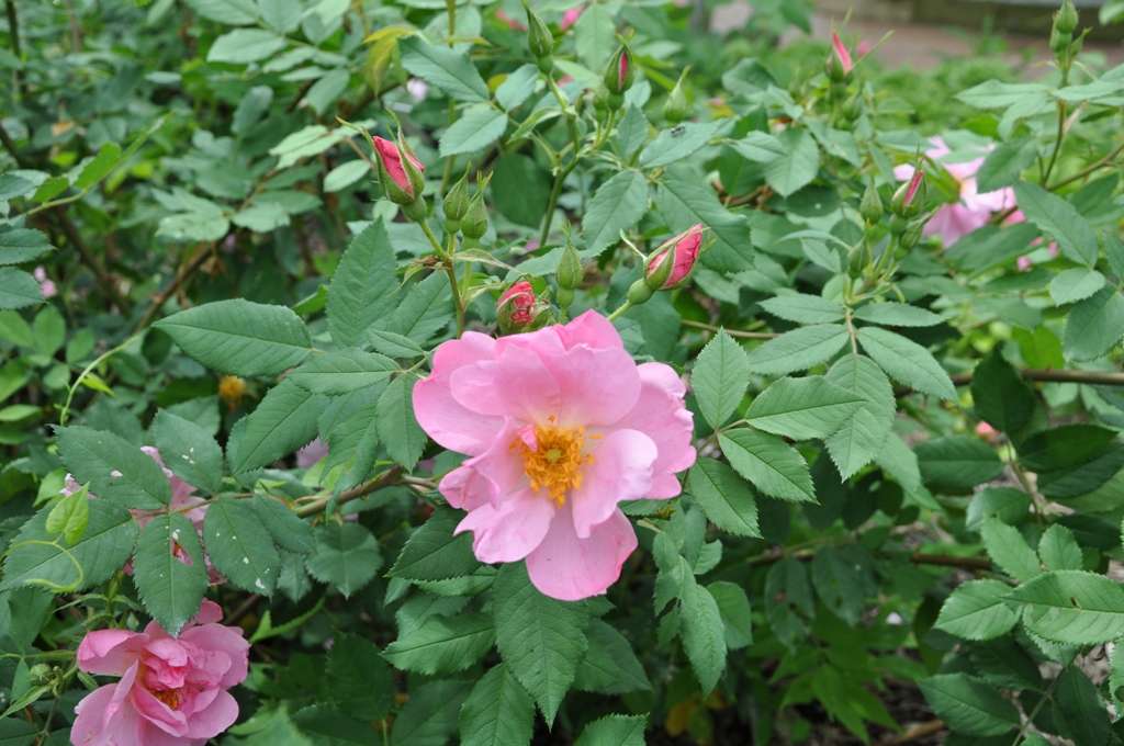 a semi-double flower of Applejack with crimson colored buds nearby