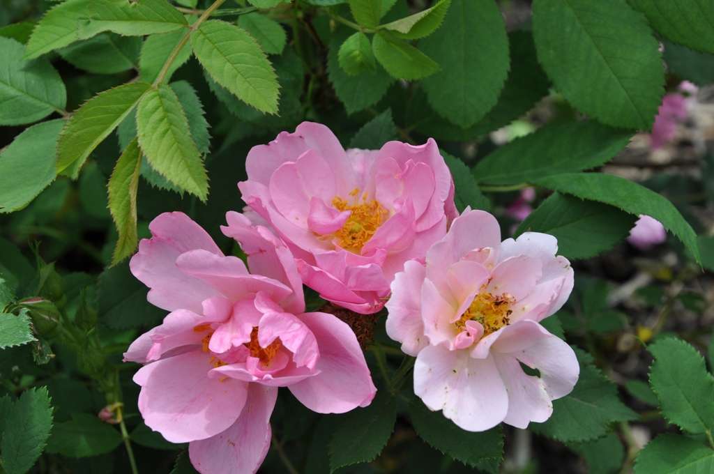 a group of three Applejack flowers, one slightly lighter pink with age