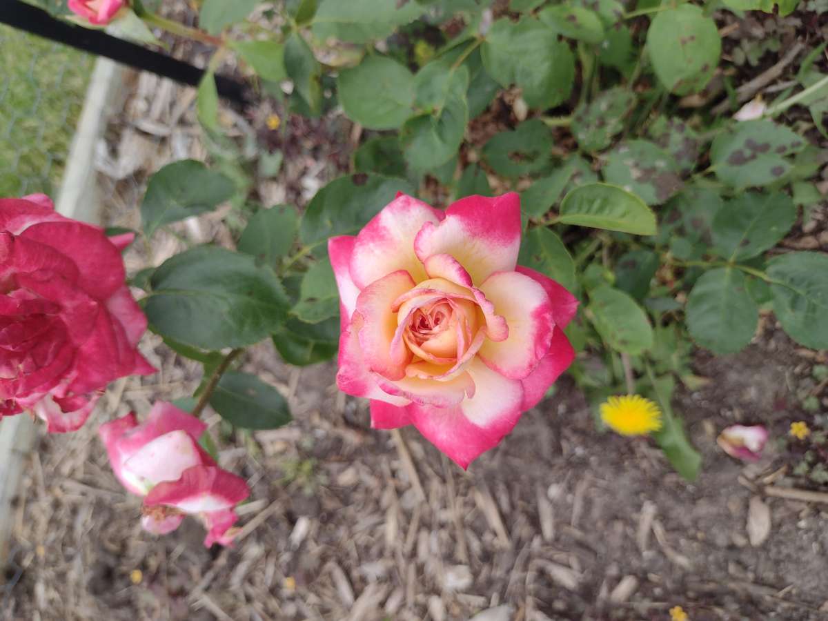 double flower of Allamand Ho