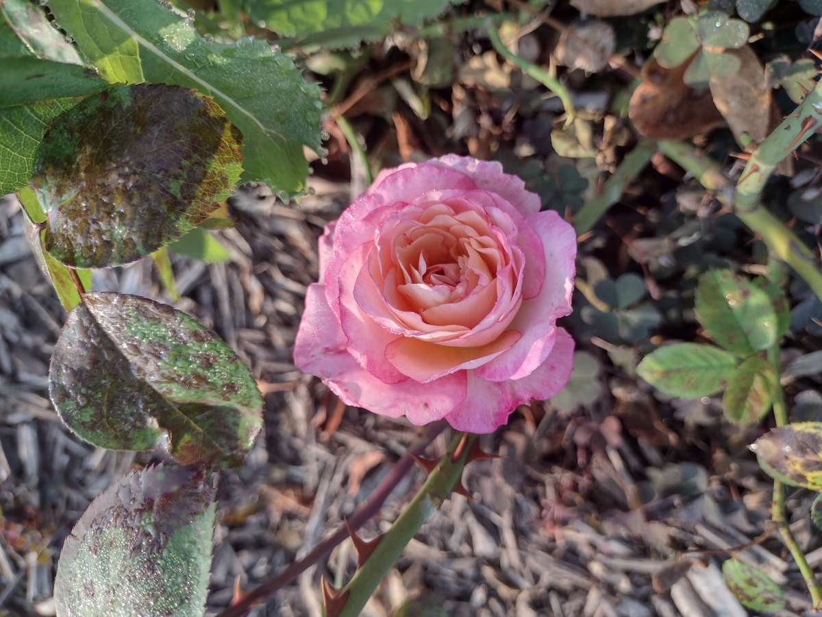 a double flower in pink and yellow