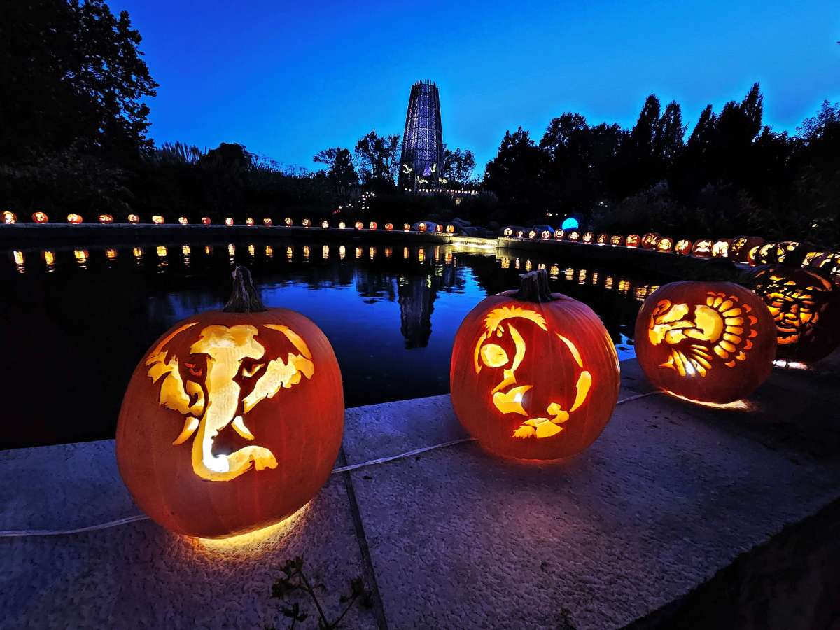 Lit jack-o-lanterns sitting along a reflecting pool with a tower in the background