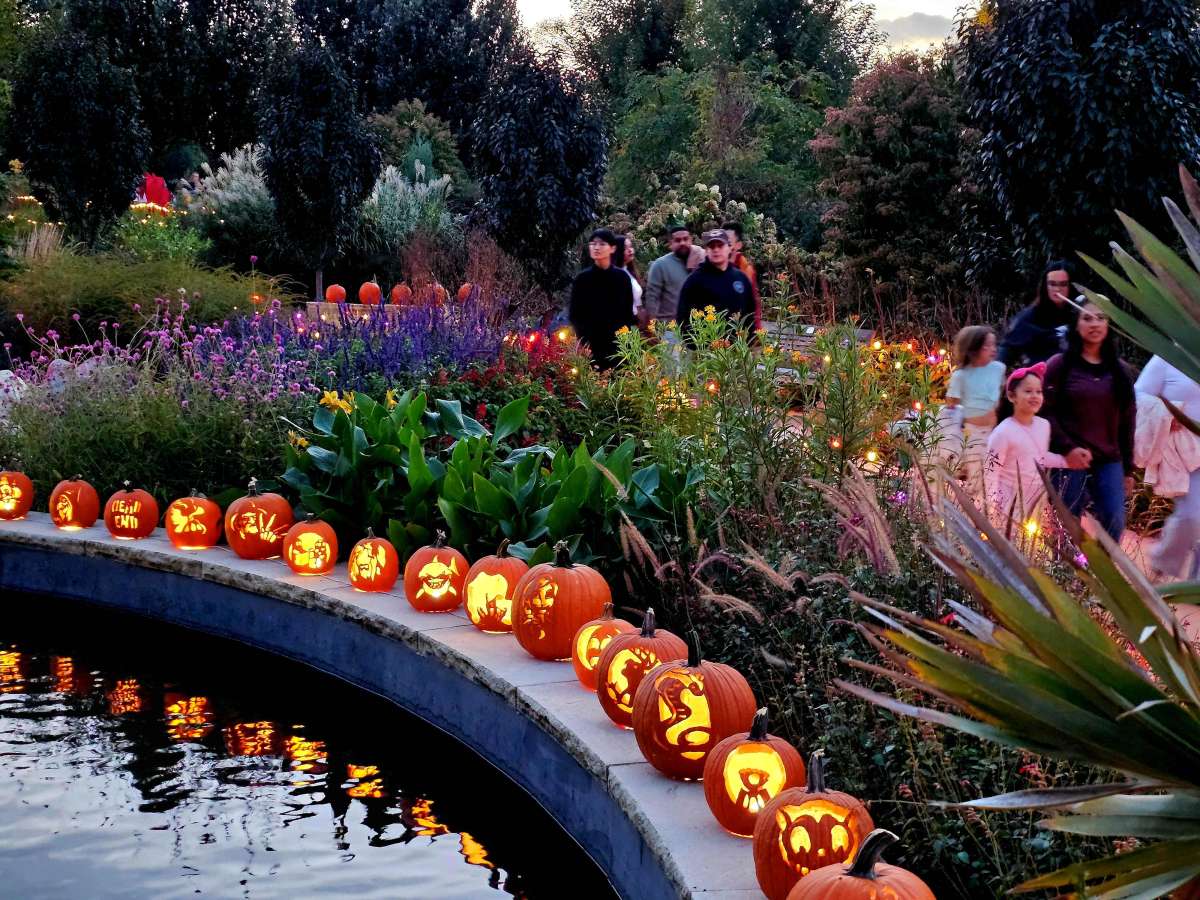People walk along a garden path decorated with carved, illuminated pumpkins beside a pond. Colorful plants and flowers surround the scene, suggesting a festive autumn atmosphere.