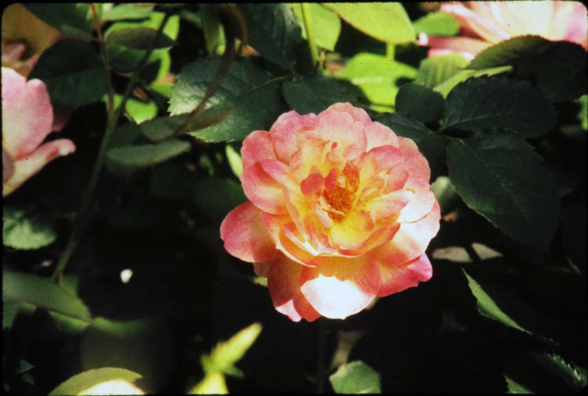 Dr. Buck's photo of Allamande-Ho