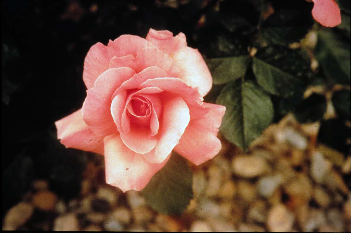 Dr. Buck's photo of Amiga Mia