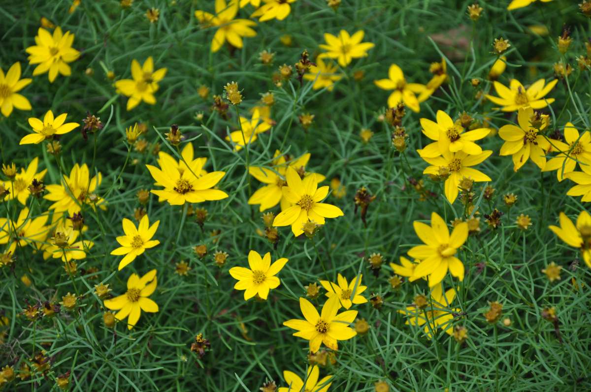 Coreopsis vertillata 'Zagreb' flowers