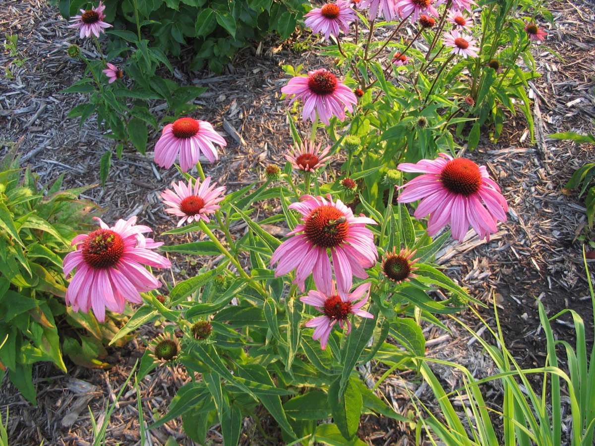 Echinacea purpurea 'Magnus' flowers