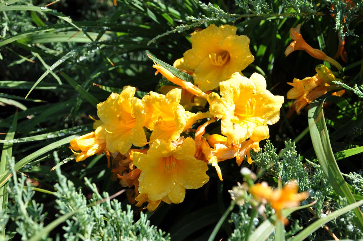 Daylily 'Stella de Oro'