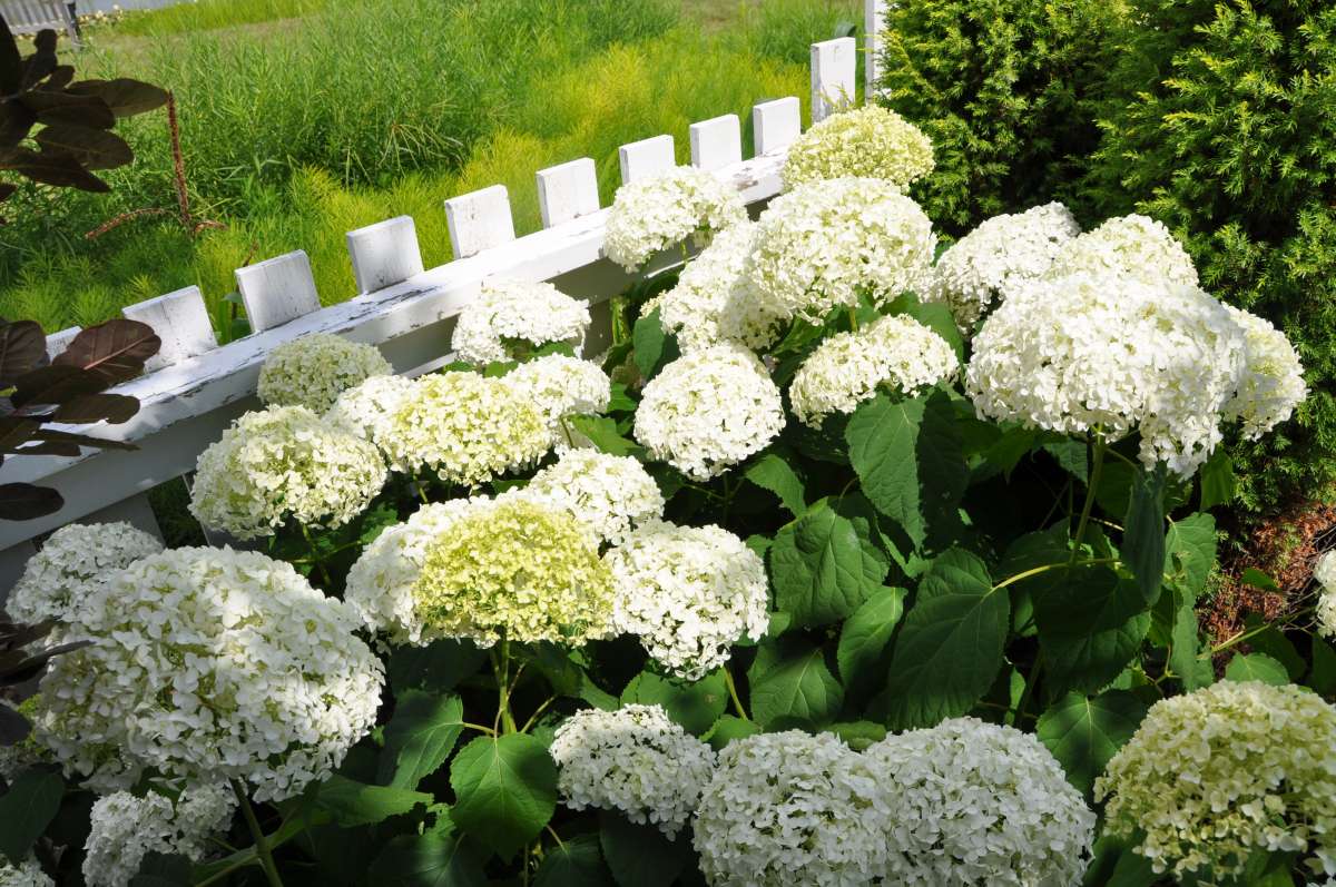 Smooth Hydrangea 'Annabelle' shrub