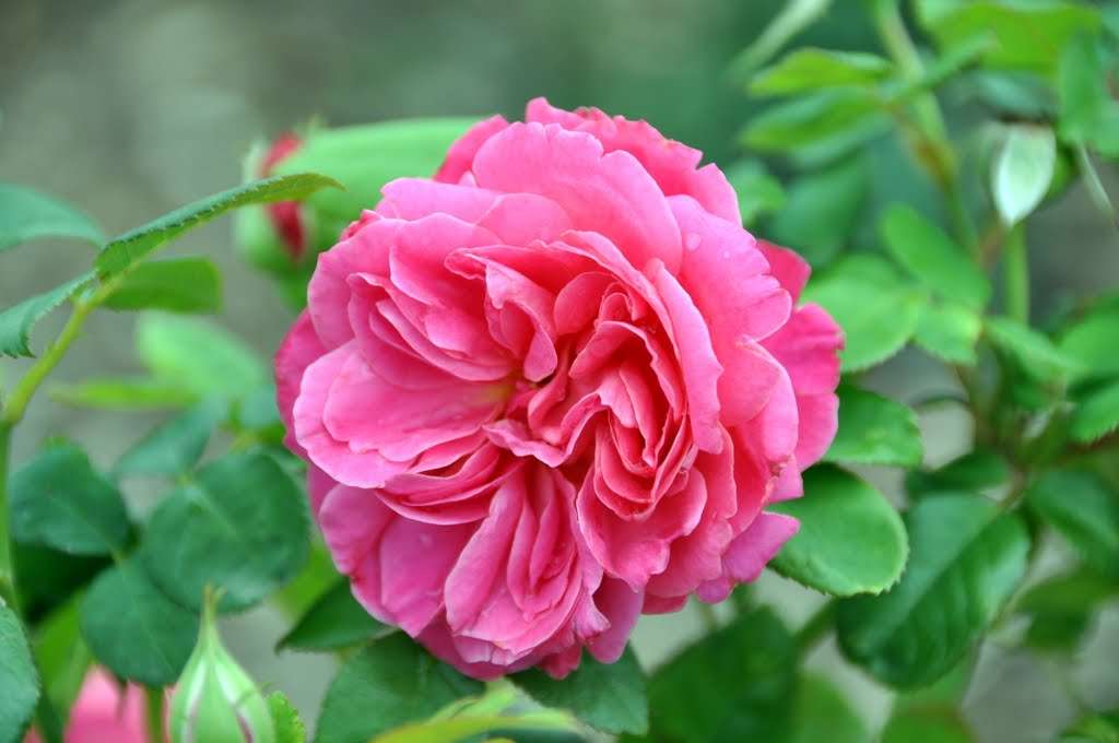 photo of raspberry-red rose flower