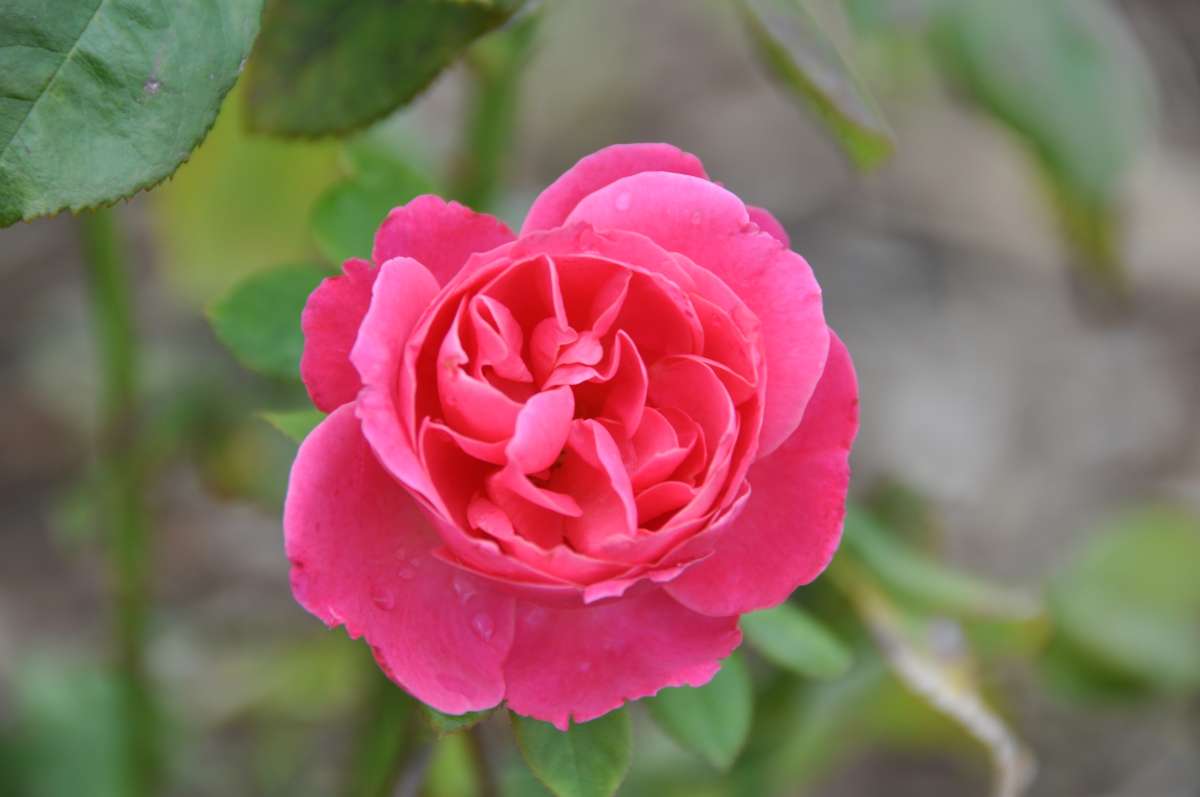 Head-on shot of raspberry red flower of 'American Legacy'