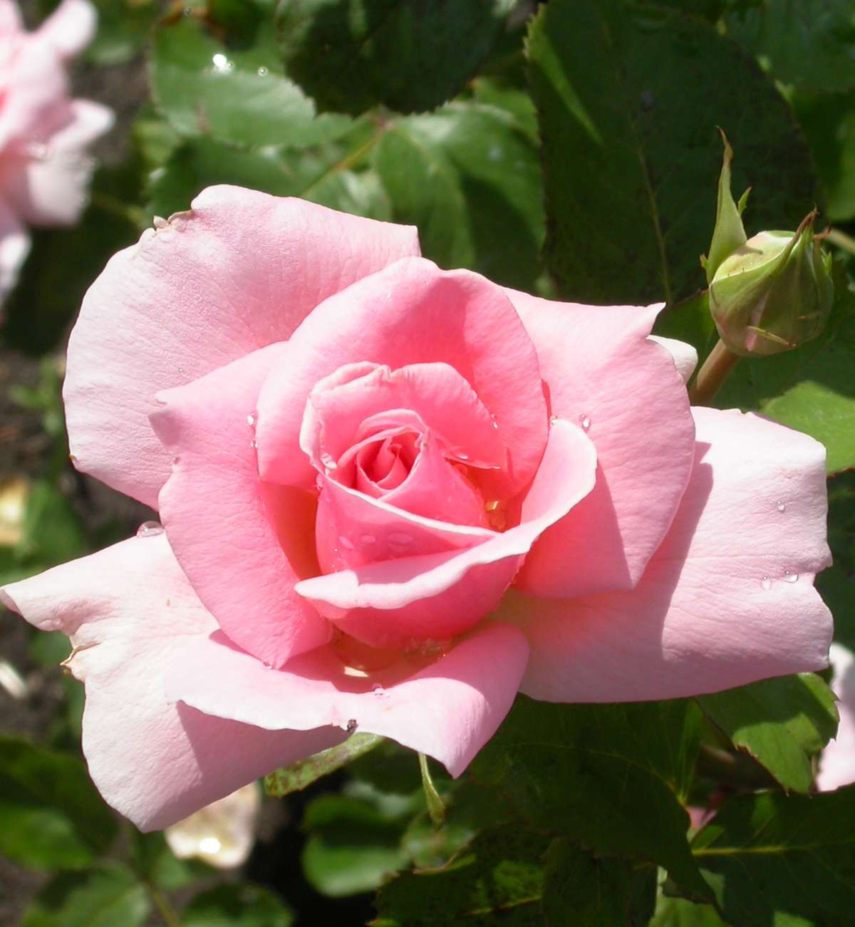 Rose flower of 'Amiga Mia'