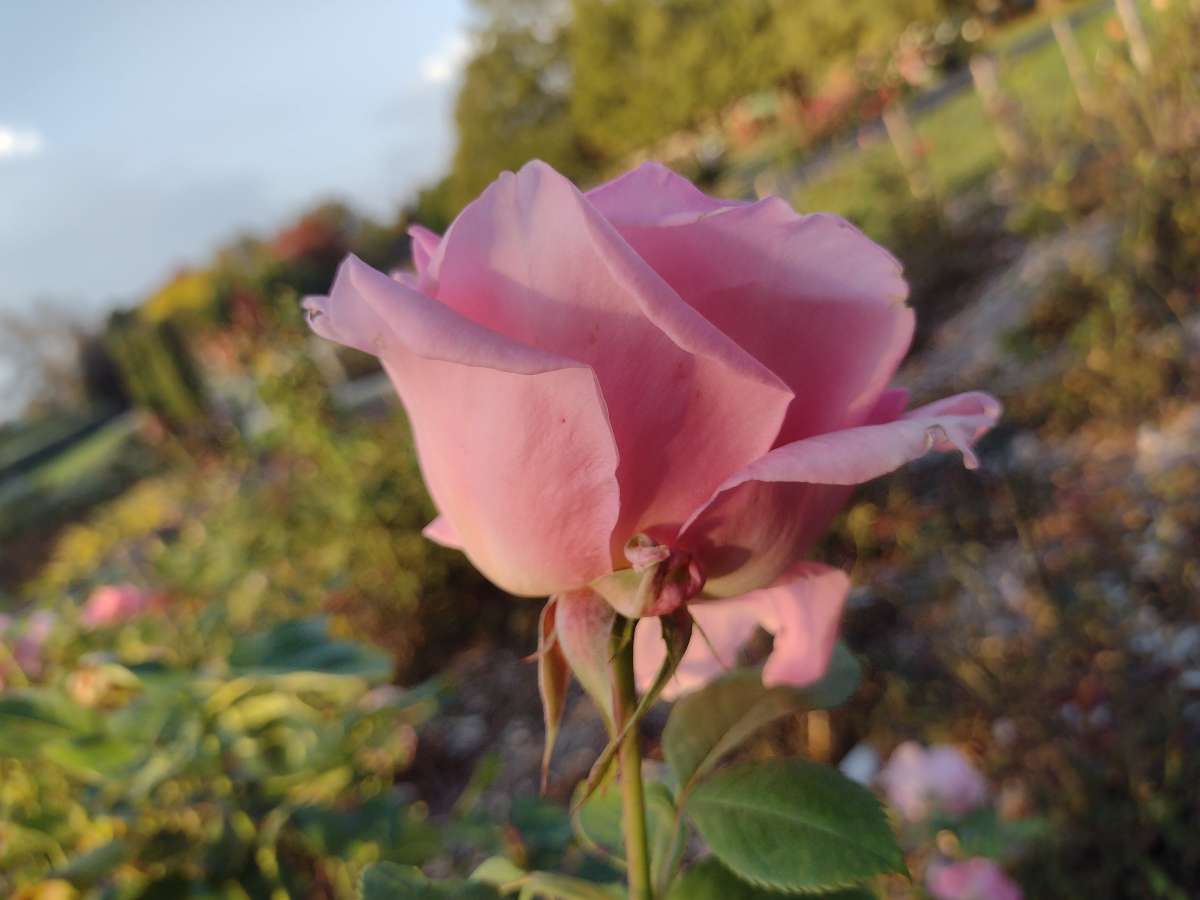 side view of 'Amiga Mia' flower