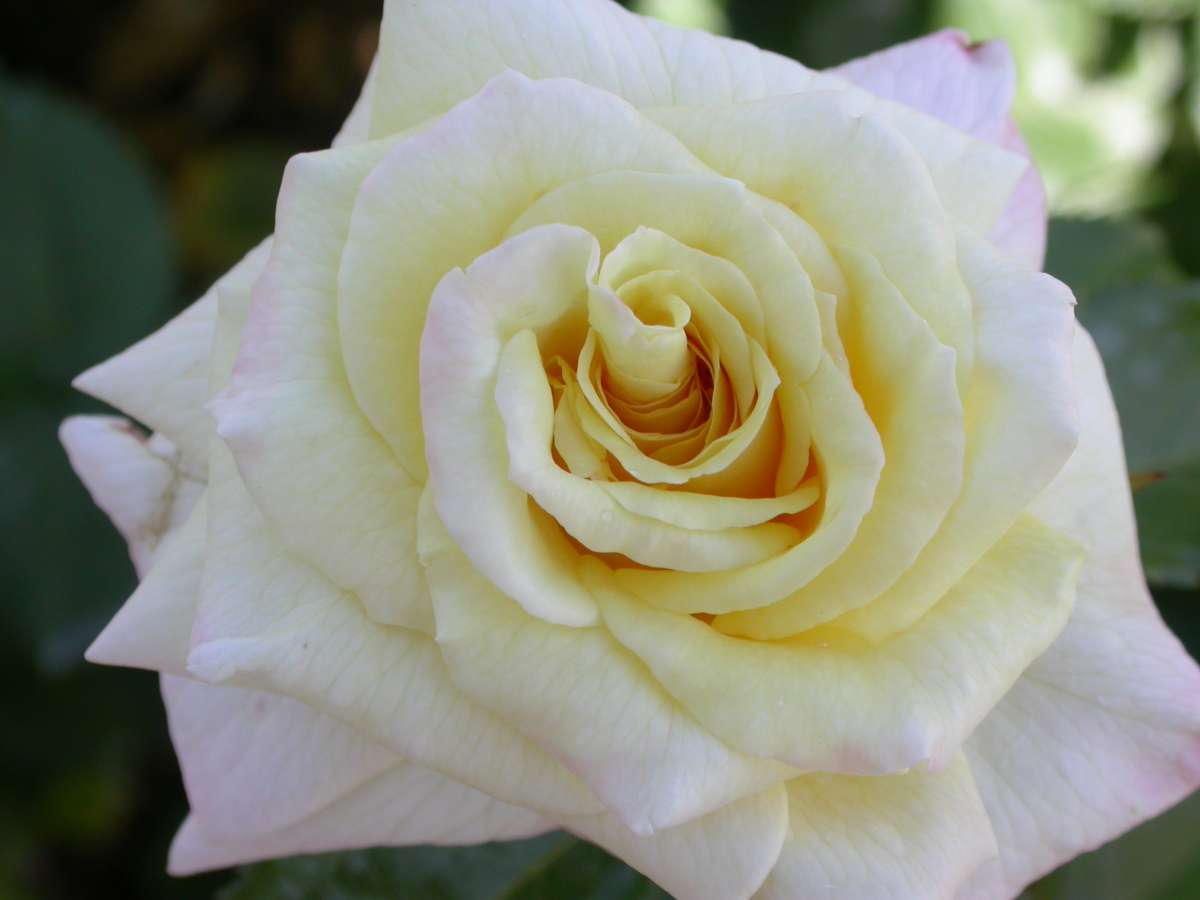 close up of flower from 'April Moon'
