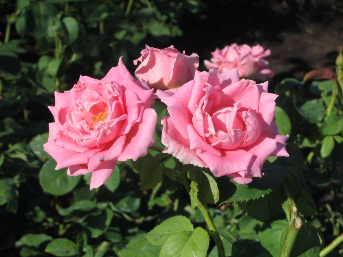 flower cluster of 'Aunt Honey' rose flowers