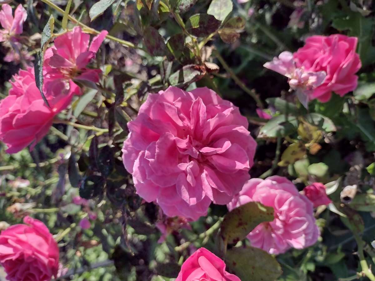 Cluster of raspberry red flowers from 'American Legacy'