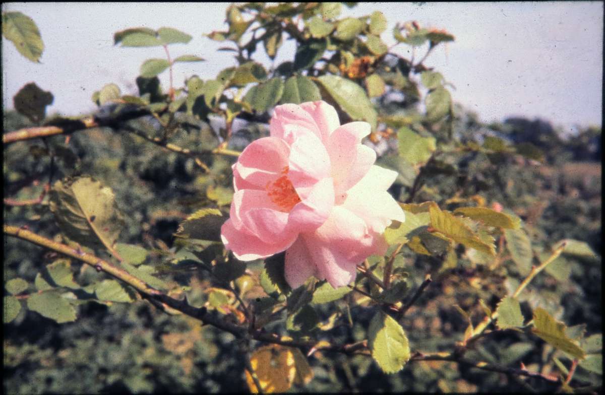 Dr. Buck's photo of Andante