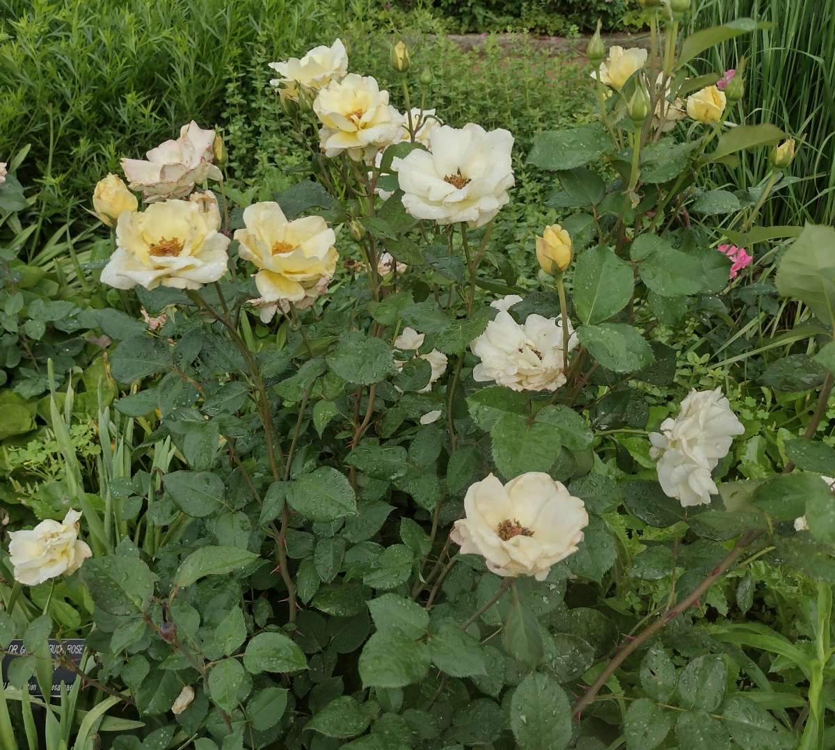 'April Moon' shrub rose