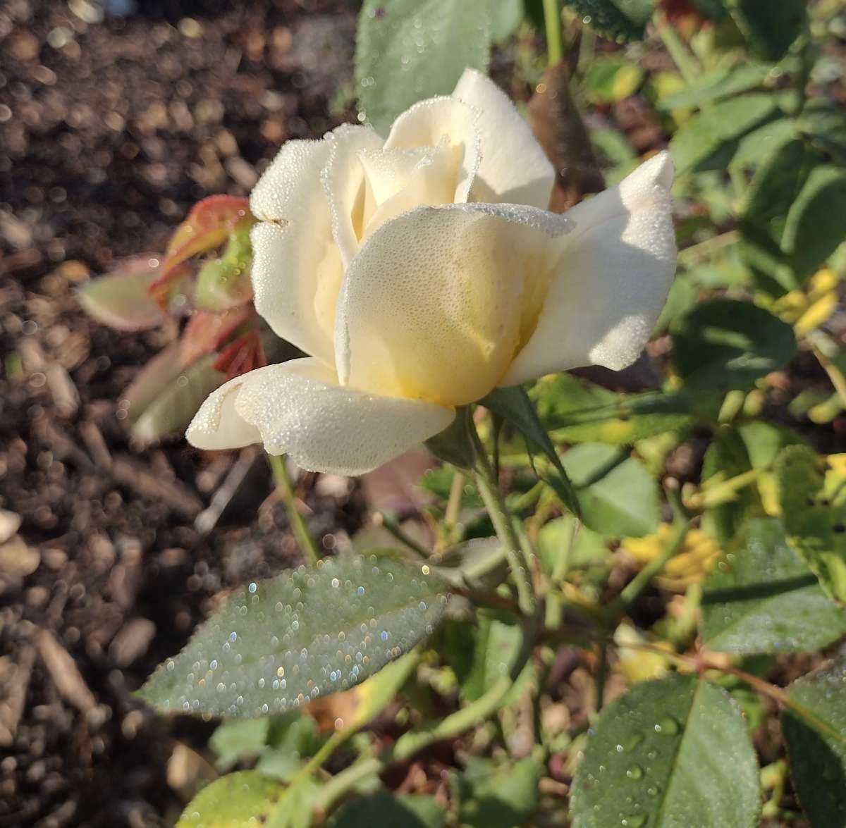 side view of April Moon rose flower