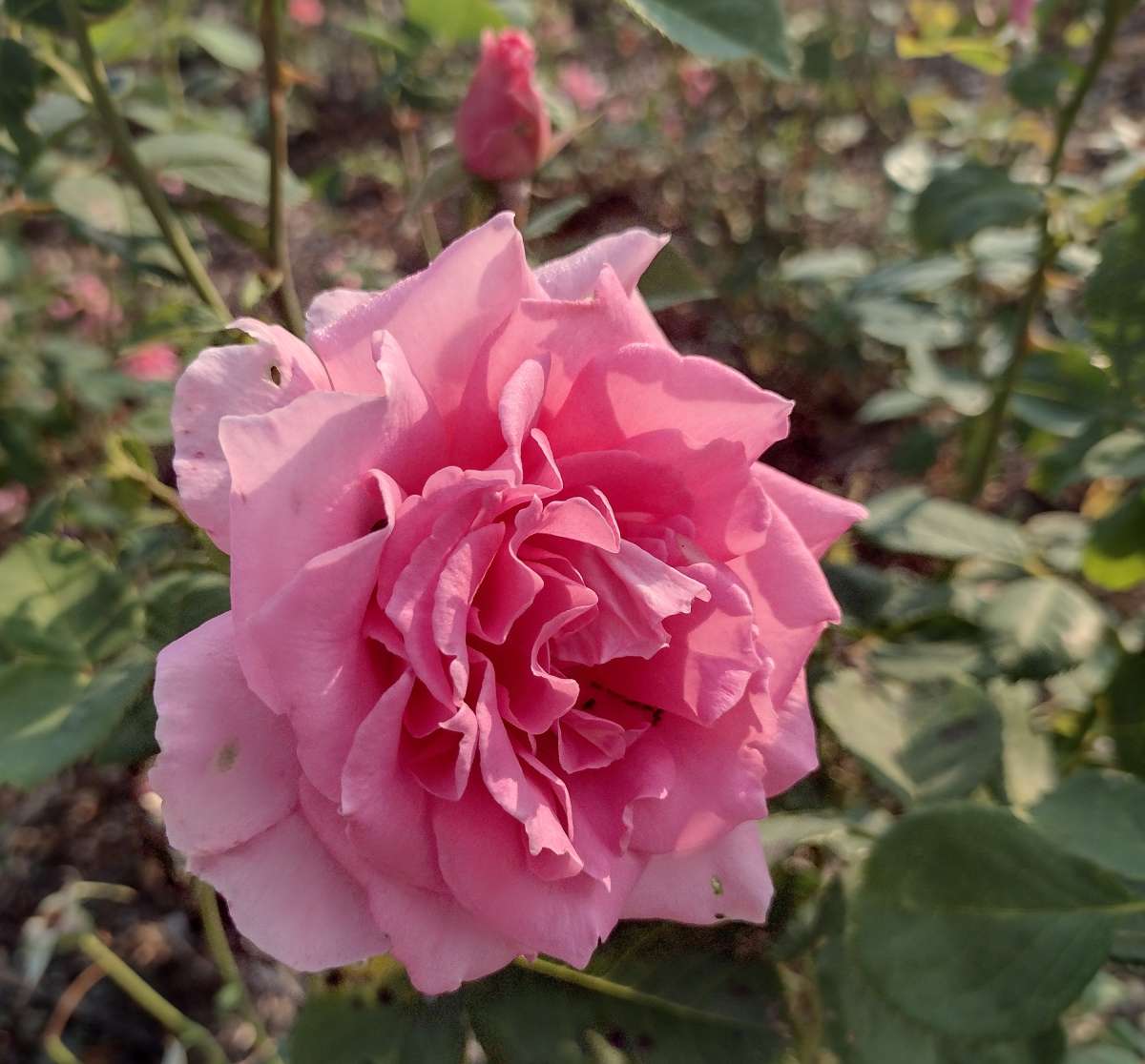 close up of flower of 'Aunt Honey'