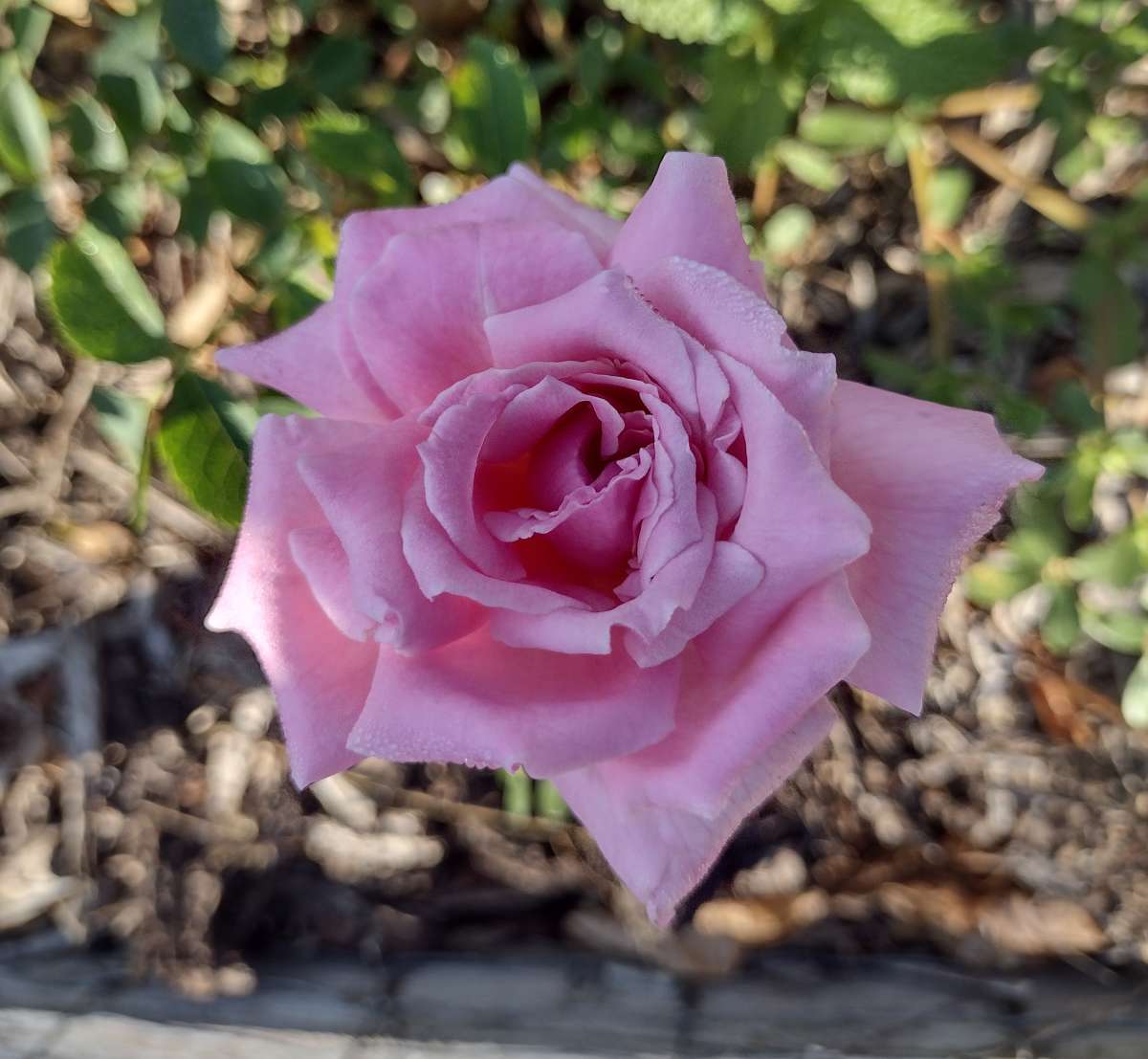 a close up of the flower of 'Autumn Dusk' in shade
