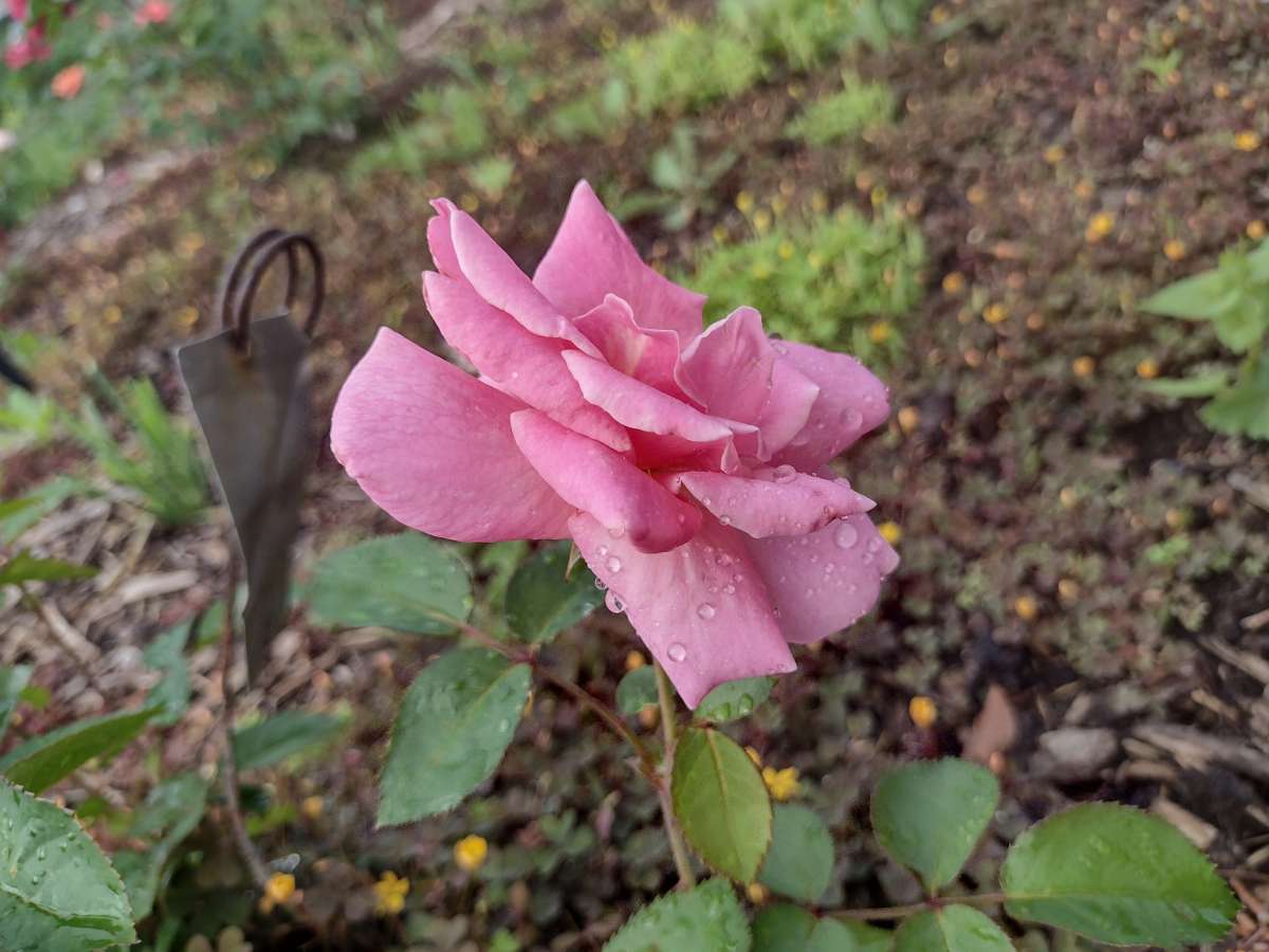 side view of 'Autumn Dusk' rose